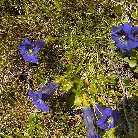 Gaestehaus Schneeberger Habitación en casa particular Matrei in Osttirol